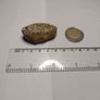 Maligano jasper Image 2