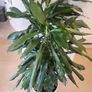 Dracaena Janet Lind planter Image 4