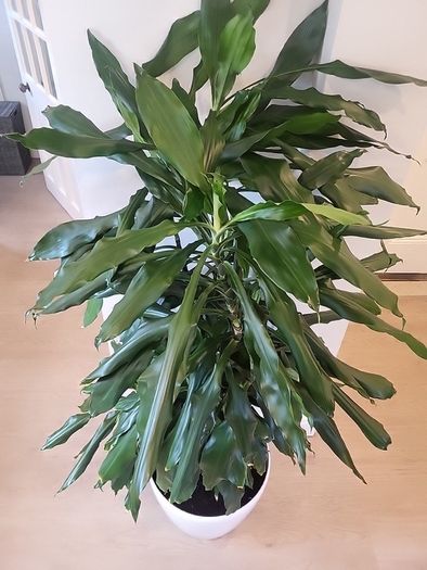 Dracaena Janet Lind planter