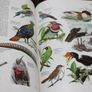 Worldbook Encyclopaedia. Image 5