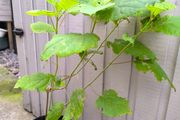 garden plants