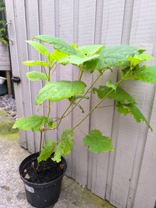 garden plants