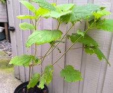 garden plants