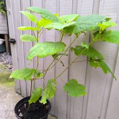 garden plants