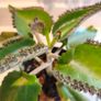 5 small Mothers Plant (Goethe's Plant) Kalanchoe Image 3