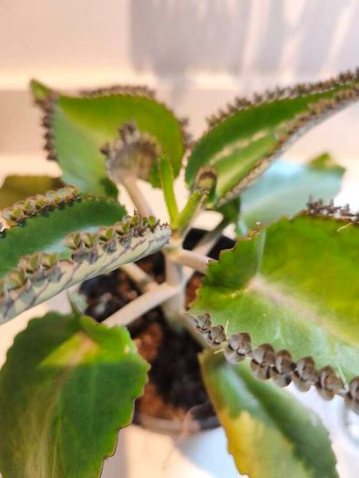 5 small Mothers Plant (Goethe's Plant) Kalanchoe