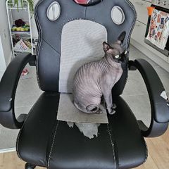 office chair