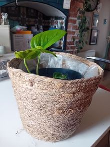 Pothos with wicker pot