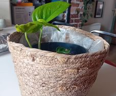 Pothos with wicker pot