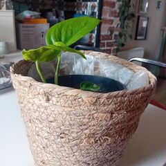 Pothos with wicker pot