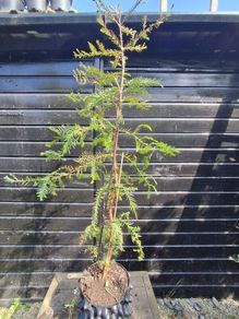 Japanese red cedar tree