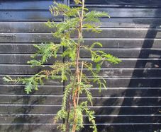 Japanese red cedar tree