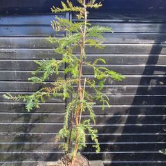 Japanese red cedar tree