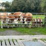 Incalf heifers and heifers with calves at foot Image 9