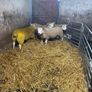 Pbr Texel Rams Image 6