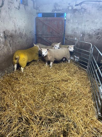 Pbr Texel Rams