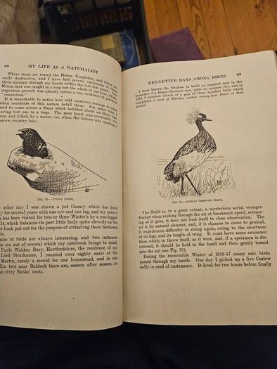 My Life As A Naturalistic. By W. Percival Westell. First Edition 1918 Hardback In Fair Condition.  See Photos For Same.