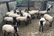 Speckled hoggets