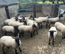 Speckled hoggets