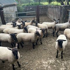 Speckled hoggets