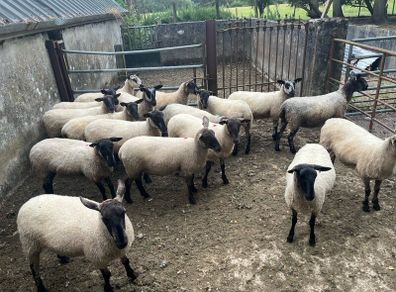 Speckled hoggets