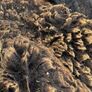 2kg Sheep Wool Image 2