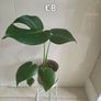 plants Image 8