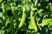 (P) Sugar Pea Delikett seeds 15g (125401)