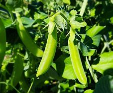 (P) Sugar Pea Delikett seeds 15g (125401)
