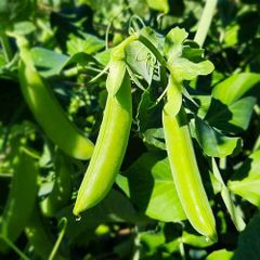 (P) Sugar Pea Delikett seeds 15g (125401)