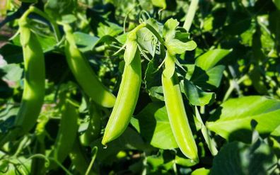 (P) Sugar Pea Delikett seeds 15g (125401)