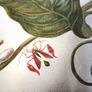 botanical print of passion flowers by Maria Merian by Amazing Rare Things Image 9