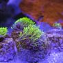 GSP Marine Coral Image 3
