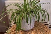 Spider Plant