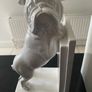 Pair of 9 inch tall English Bulldog bookends Image 5