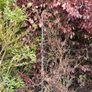 Instant Screen! 7ft bushy plants Image 2