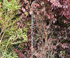 Instant Screen! 7ft bushy plants
