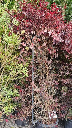 Instant Screen! 7ft bushy plants