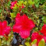 Azaleas,  Evegreen Shrubs Two Euro Image 4