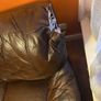 couch Image 4