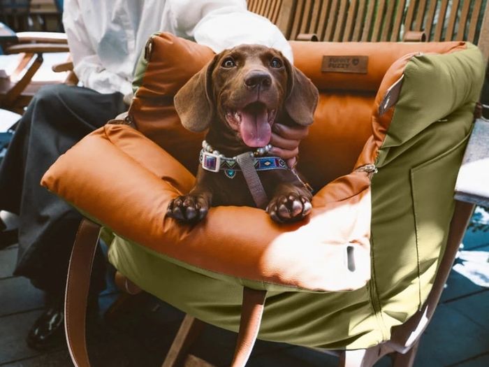 Brand new dog car seat