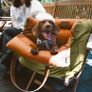 Brand new dog car seat Image 5
