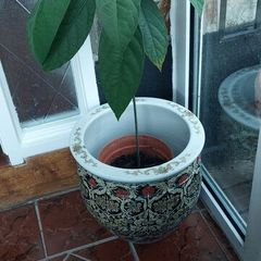 plants