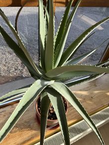 Big Aloe Vera Plants