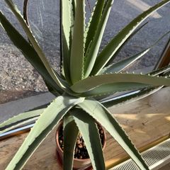 Big Aloe Vera Plants