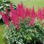 plant Image 2