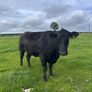 Aberdeen Angus Cows Image 2