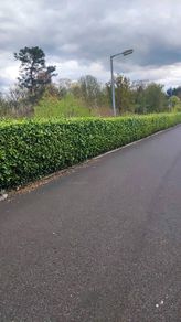 Shelter Hedging Laurel 4 ft just 5 euro