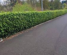 Shelter Hedging Laurel 4 ft just 5 euro