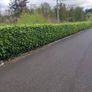 Cherry Laurel 3ft 3 litre pot 5 euro Image 3